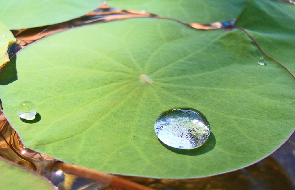 lotus not absorbing water