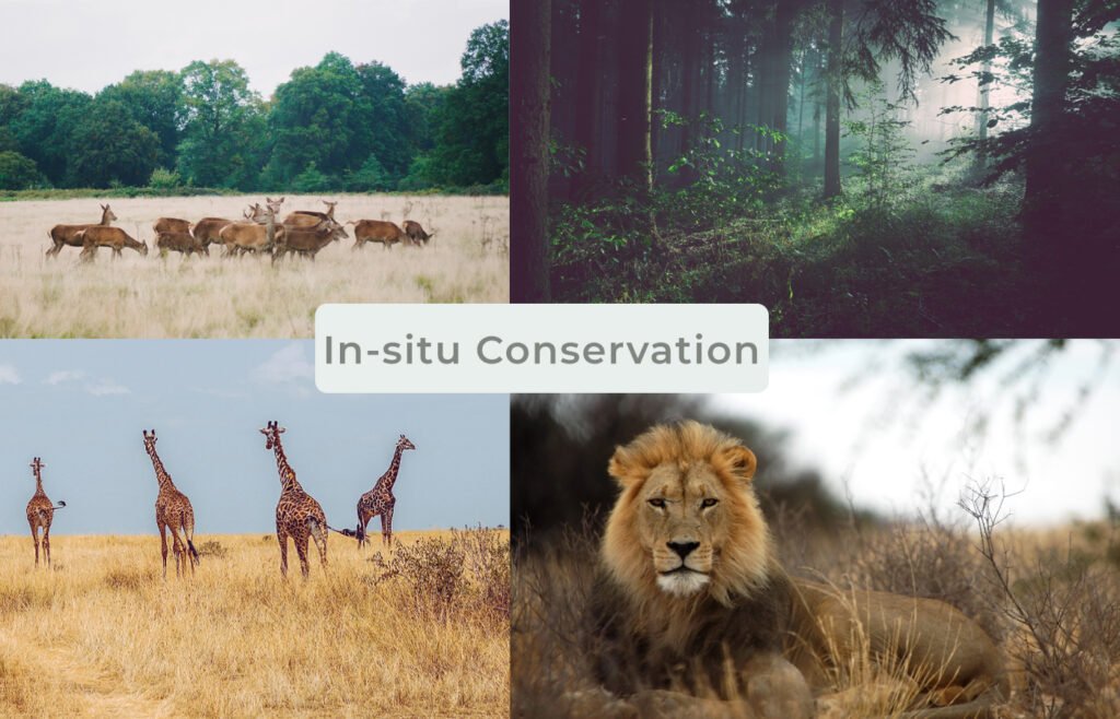 insitu conservation