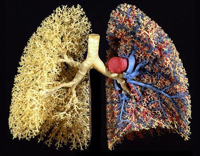 lungs as a example