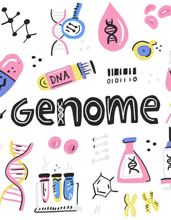 illustration of genome