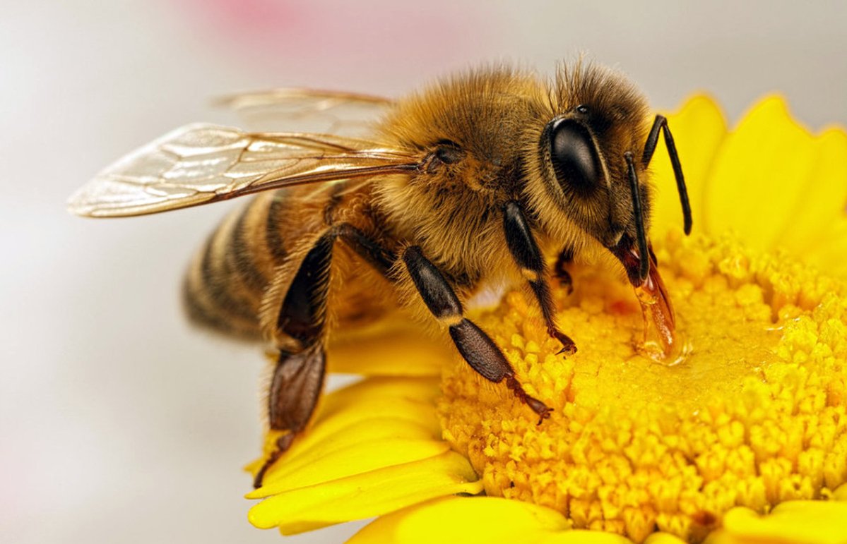 honry bee