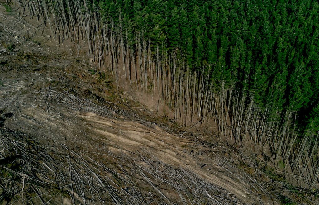 destroying forest