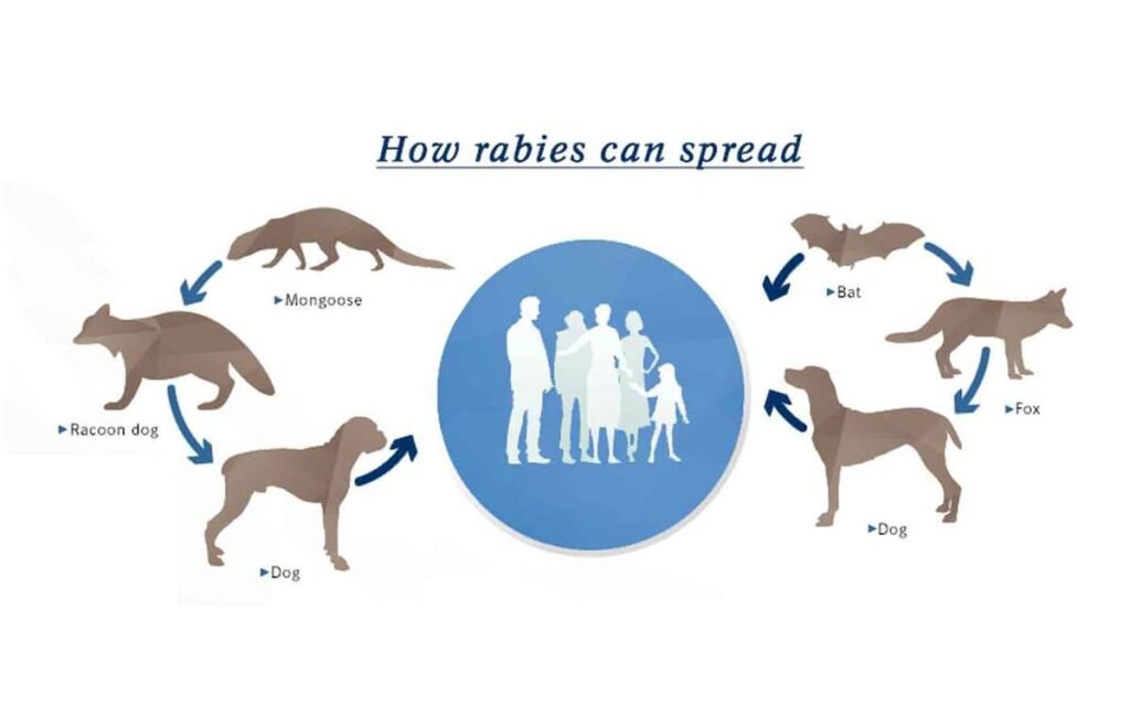 everthing to know about rabies