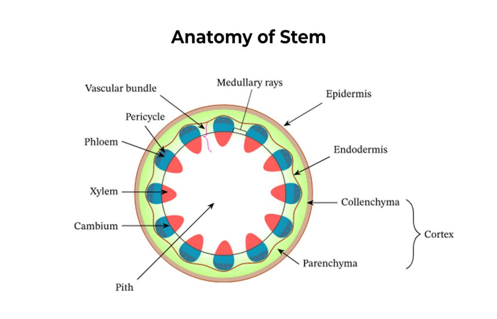 Anatomy of Stem