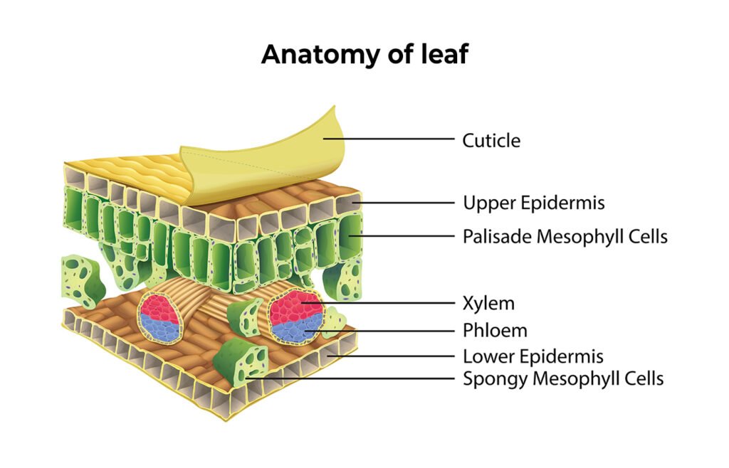 Anatomy of leaf