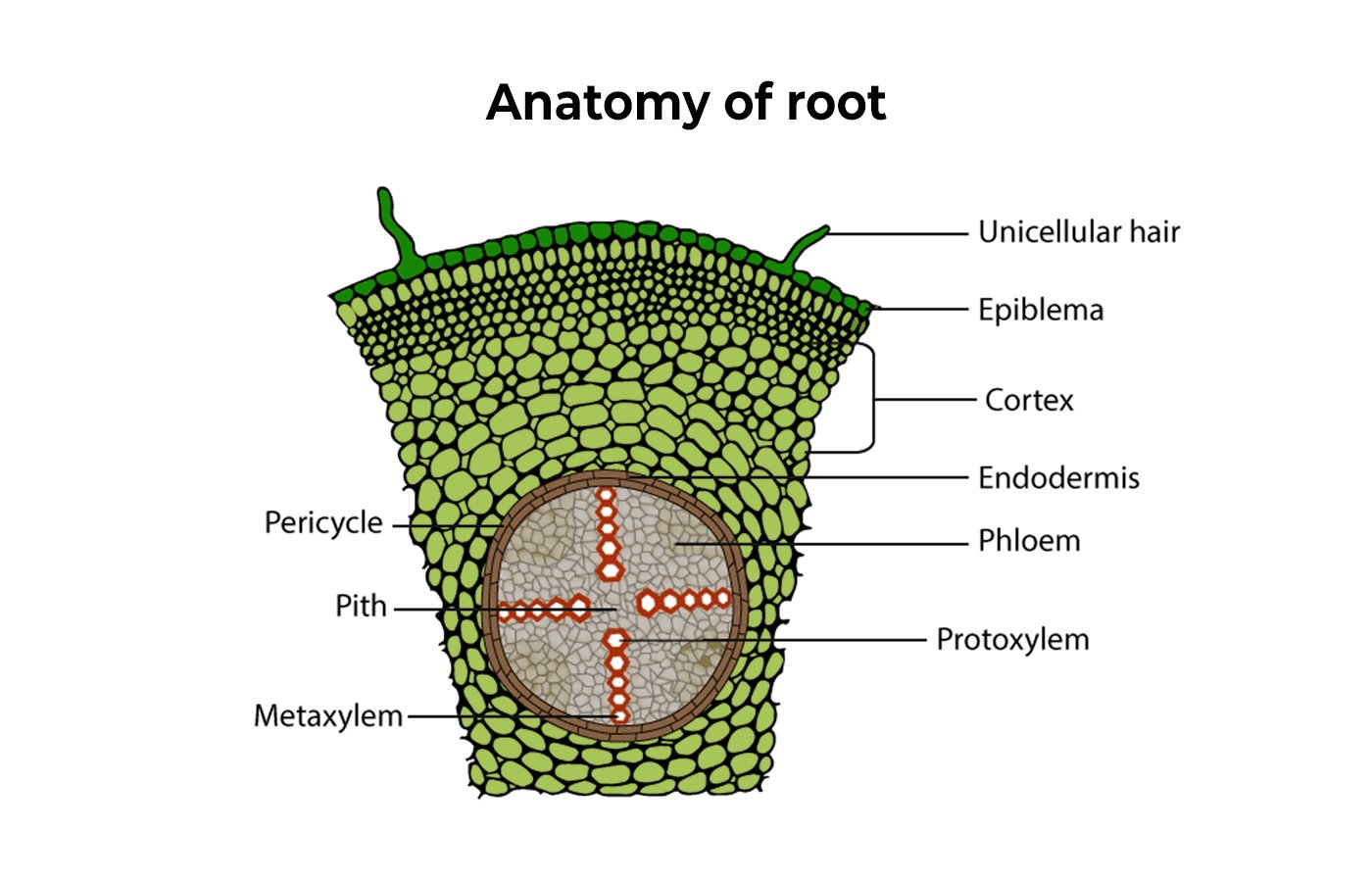 Anatomy of Flowering Plants - Blog | Stuid Learning App