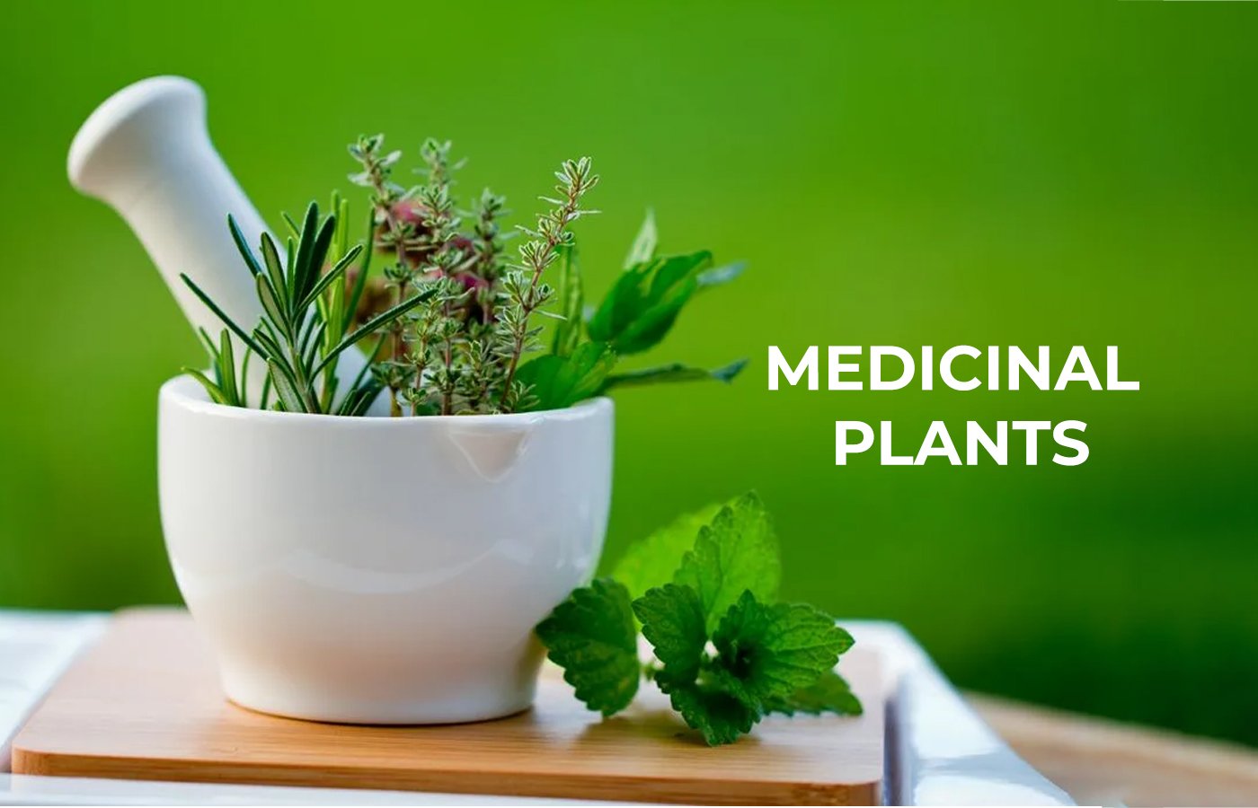 MEDICINAL PLANTS COVER