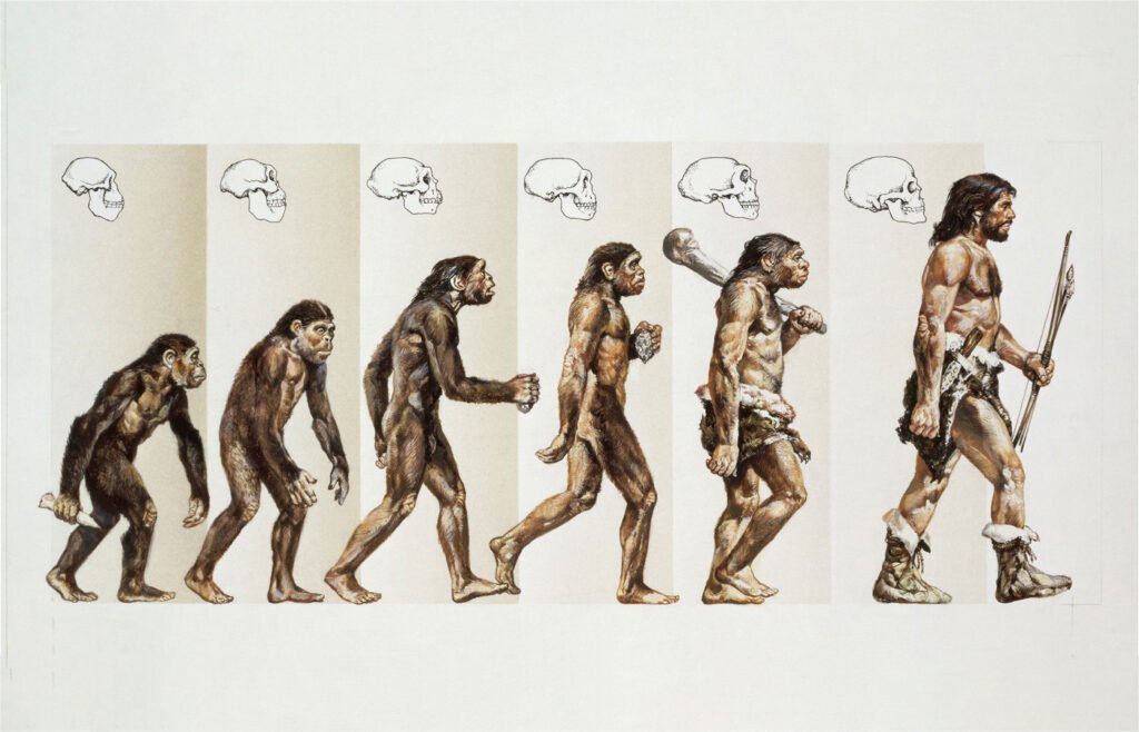The process of evolution