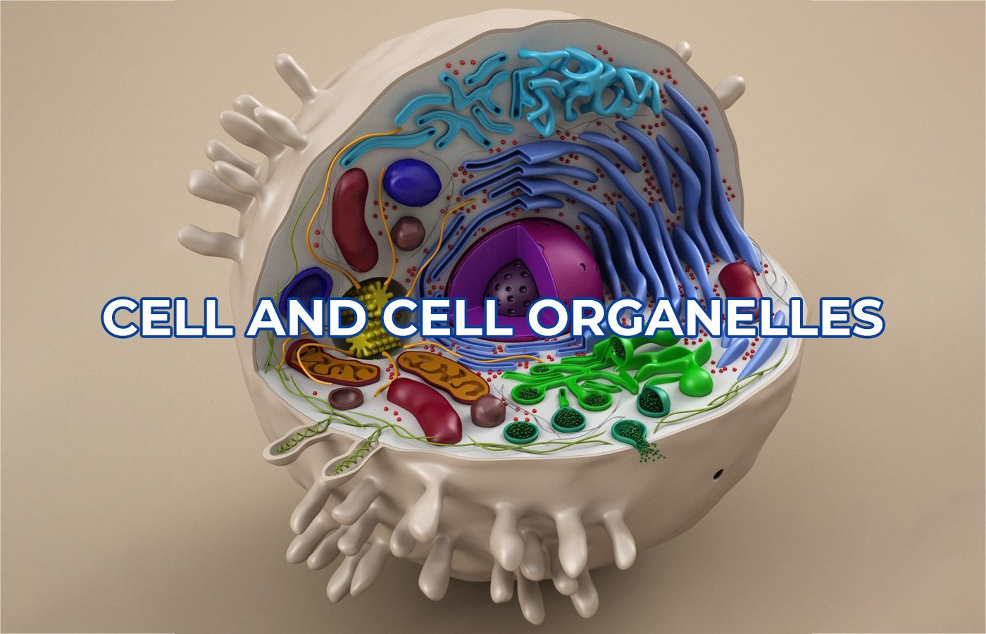 cell & cell organals cover