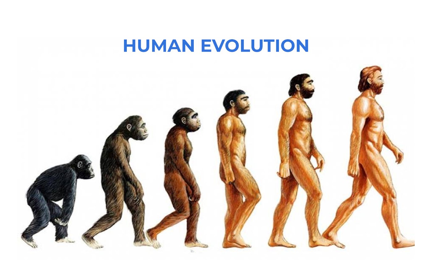human evolution cover