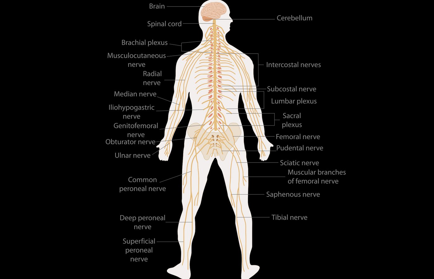 Human Nervous System - Blog | Stuid Learning App