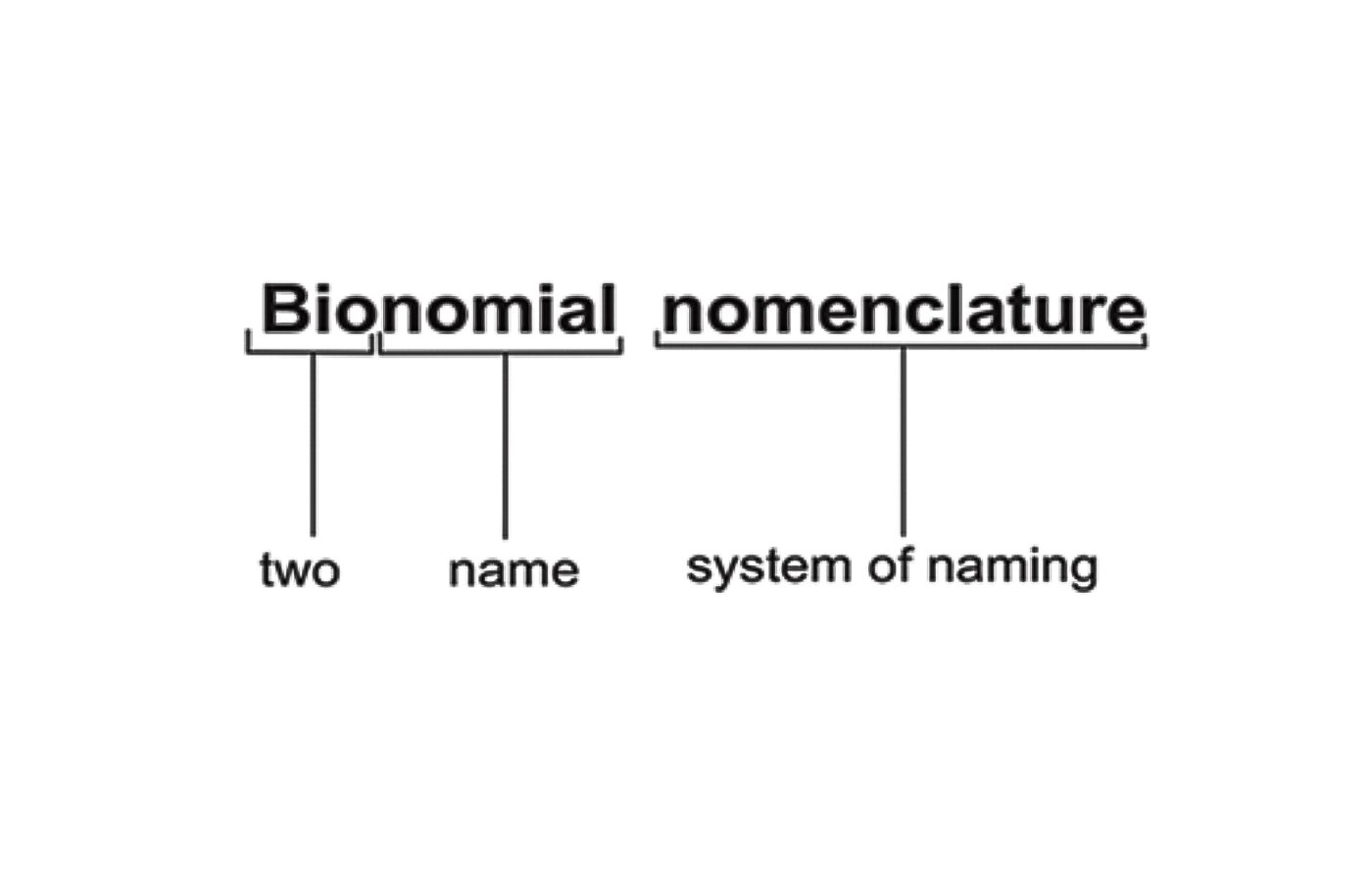 Binomial Nomenclature - Blog | Stuid Learning App