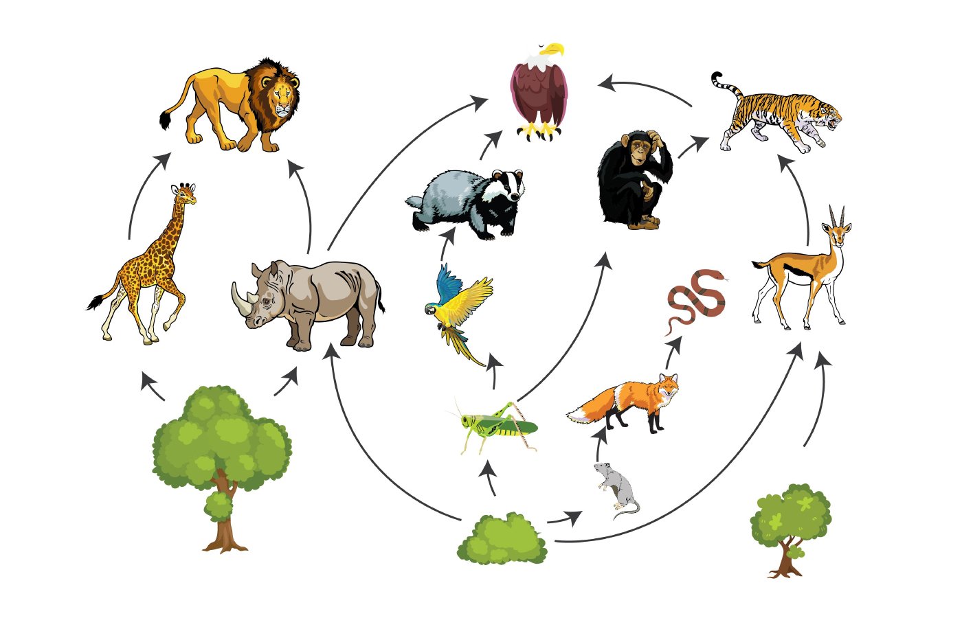 Food Chain and Food Web - Blog | Stuid Learning App