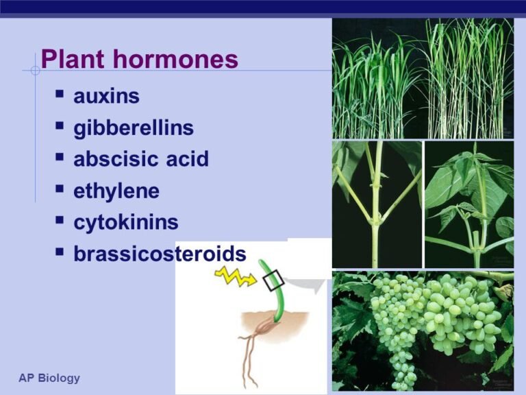 Plant Hormones - Blog | Stuid Learning App